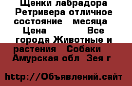 Щенки лабрадора Ретривера отличное состояние 2 месяца › Цена ­ 30 000 - Все города Животные и растения » Собаки   . Амурская обл.,Зея г.